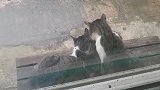 帮猫咪测体温，猜猜有几度