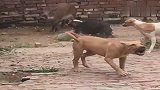 猪的实力可不容置疑，看小猪在三只狗的威逼下绝地反势