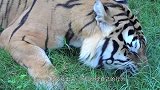 动物园的老虎改吃素了竟然大口大口的咬青草，镜头记录全过程