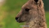 世界上“最惨”的国宝，肉被做成狗粮，皮毛出口到海外