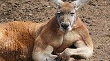世界上“最惨”的国宝，肉被做成狗粮，皮毛出口到海外