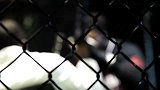 UFC-16年-UFC ON FOX 18倒计时：向往出战的兰迪布朗-专题