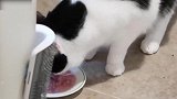 认真吃食的黑色小猫咪，看这吃的香的的样子，真是太可爱！