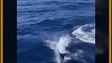 海洋中惊现最愚蠢的鱼