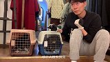 假面小奶牛猫：行行好，也救救我妈妈！