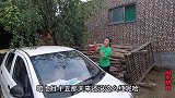 小红上树摘枣吃，祺祺见到爷爷很开心，阿龙却关心玉米有没有倒伏