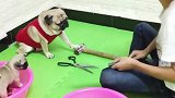 八哥犬老赵头你给我站住