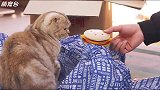 猫咪看到汉堡，贪吃的本性不小心流露出来