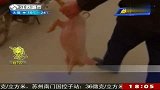 热点-半年偷猪300头 嫌犯自称“偷富济贫”