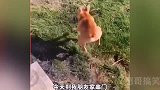 狗的奇妙智慧