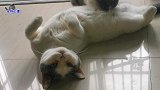 猫宝宝已经长大了，还成天缠着猫妈妈要吃的，主人拦都拦不住