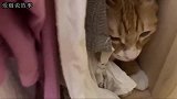 猫咪为了占领衣柜，使出“憨家本领”和主人对决，主人被迫屈服