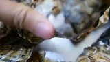 日本冲绳岛超大个的生蚝，肥美的肉质太馋人了