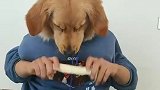 狗头先生，做拉面了！