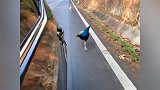 孔雀追车，浙江车主被迫停车，孔雀什么意思