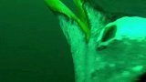 深海7厘米长小龙虾挥钳对抗企鹅企鹅吓得落荒而逃