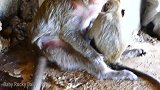 啃老猴为了从老猴妈那里得到奶，真是不要脸到了极点，笑得好猥琐