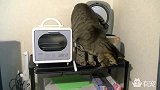 肥猫硬挤进电饭锅，这猫太蠢了，自己多胖自己不知道吗？！