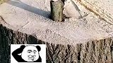 伐木工伐木两小时，大树始终不倒
