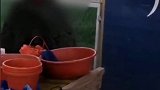 男子路边买草莓回家发现筐中暗藏包菜 随后将草莓带回摊位想退半价遭拒 摊贩：别家都这样 你给我等着