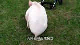 小牛四肢瘫痪，好心奶奶做轮椅帮助行走，感动了无数人！