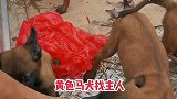 黄马犬找主人马犬宠物市场选狗
