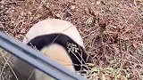 小熊猫能有什么坏心思呢