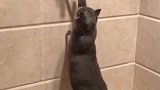 猫：铲屎的快开水，我想洗澡！