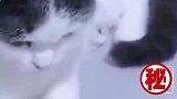 养了一只爱操心的猫，主人一边嗑瓜子它一边收拾