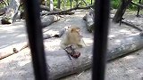 游客在动物园游玩，意外发现痛心一幕，猴妈的眼神让人心疼！