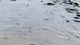 男子去海边，发现了好东西