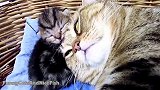 睡在一起的小猫咪和猫妈妈，这有爱的画面，真令人羡慕啊！