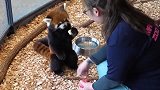 饲养员给小熊猫喂食，伸手摸了摸它的肚子，小熊猫的反应太搞笑了