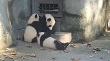 熊猫：抢地盘，刚爬上去就摔下来，就算这样也不放弃