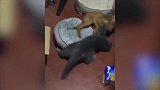 狗狗在和猫咪躺着，真是长知识了，原来还可以样打架！