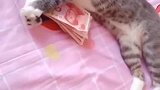 没想到你是这么贪财的小猫咪！