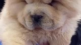 松狮还是很独立的，但前提是有你在身边