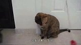 小猫因长阴阳脸被遗弃，得知真实原因后，网友：原主人该后悔了