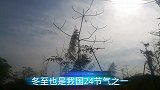 今天冬至，宇哥和族人去扫墓，顺便介绍一种美食“草钩饼”