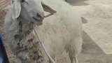 男子和小羊对话，你一句我一句拉家常