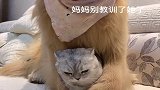 自从狗狗回家后，猫咪就整天黏着它，真是没谁了！