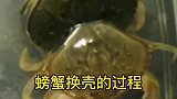 螃蟹换壳的过程