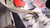 想不到包饺子机，竟然连苍蝇都不放过