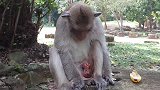 一只猴子在它身上发生了什么，它真的不能忍受这种痛苦