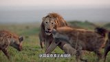 鬣狗被雄狮咬断腿，四驱变两驱，还被雄狮赶着游街！