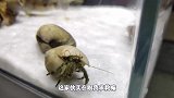 海边野采的7种猛货海鲜成功入缸，带毒狗头吃疯了，寄居蟹壳爆碎