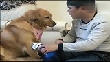 妞爸否认平时欺负金毛妞妞，妞妞怒了！