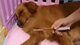 金毛看见主人拿着针管吓得直呲牙，太可爱了！