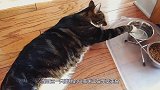 猫咪正在吃饭，野鸡突然跑来抢食物，下一秒大家请憋住别笑