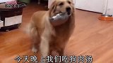 金毛听爸爸说吃饭，就叼着碗蹲好，当爸爸说吃狗肉汤，金毛进屋了